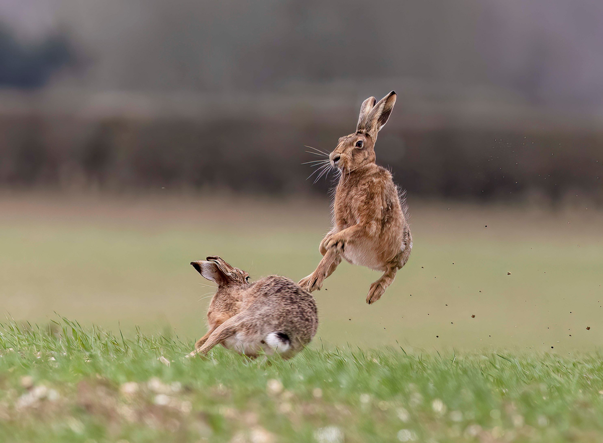 Spring is Hare